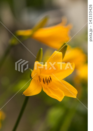 エゾカンゾウの開花 エゾカンゾウの開花 141333426