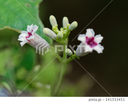 つる性多年草　アカネ科ヘクソカズラの花 141333451