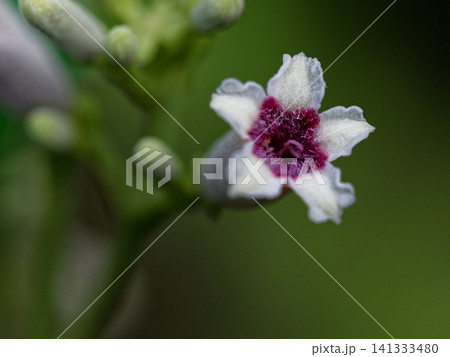 つる性多年草　アカネ科ヘクソカズラの花 141333480