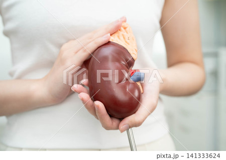 Cirrhosis, Liver cancer, fatty liver, Asian woman with liver human anatomy model. Cirrhosis, Liver cancer, fatty liver, Asian woman with liver human anatomy model. 141333624