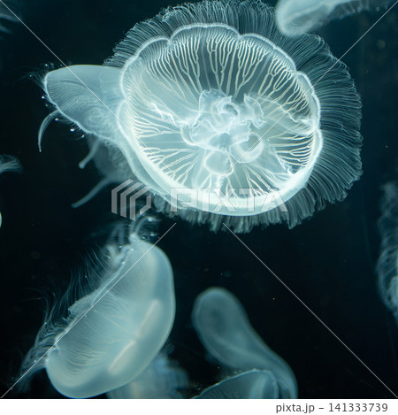 Glowing translucent jellyfish swimming in a dark blue aquarium Glowing translucent jellyfish swimming in a dark blue aquarium 141333739