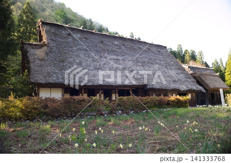 春の里山に建つ茅葺き屋根の古民家、水仙の花が咲く日本の原風景素材 春の里山に建つ茅葺き屋根の古民家、水仙の花が咲く日本の原風景素材 141333768
