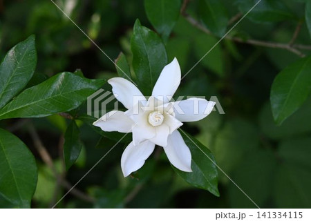 西日本に自生する三大香木の一つである咲き始めた八重咲の白色の花が綺麗なクチナシ 西日本に自生する三大香木の一つである咲き始めた八重咲の白色の花が綺麗なクチナシ 141334115