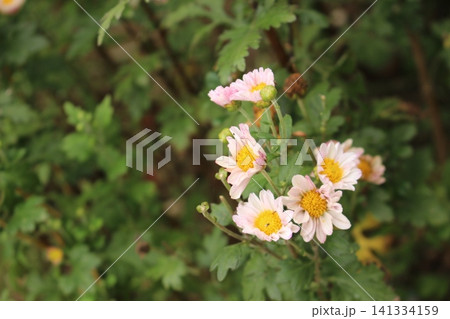 秋の花壇に咲く 野菊黄色い花 秋の花壇に咲く 野菊黄色い花 141334159