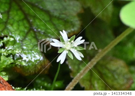 赤目渓谷で見た渓流沿いの岩場で咲く先が二つに分かれた白色の花弁が綺麗なサワハコベ 赤目渓谷で見た渓流沿いの岩場で咲く先が二つに分かれた白色の花弁が綺麗なサワハコベ 141334348