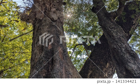 A low angle upward view captures massive old tree trunks reaching toward the sky. Bright sunlight peeks through green leaves, thick branches, creating a beautiful shaded canopy. The rough textured 141334421