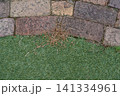除草剤を撒いて枯れた雑草 141334961