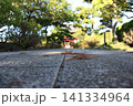千葉県市川市徳願寺の参道 141334964