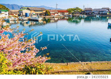 【重要伝統的建造物群保存地区】出羽島 河津桜と漁港と西波止集落1 徳島県海部郡牟岐町 【重要伝統的建造物群保存地区】出羽島 河津桜と漁港と西波止集落1 徳島県海部郡牟岐町 141335023