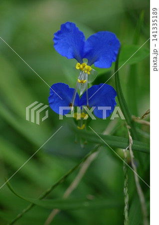涼やかな青色の花 涼やかな青色の花 141335189