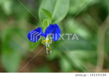 涼やかな青色の花 涼やかな青色の花 141335194