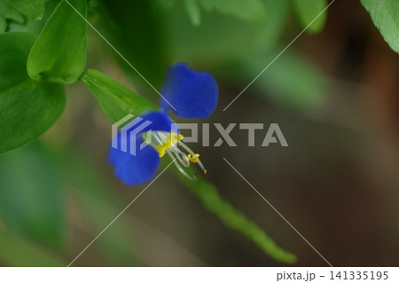 涼やかな青色の花 141335195