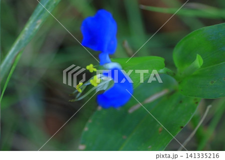 涼やかな青色の花 涼やかな青色の花 141335216