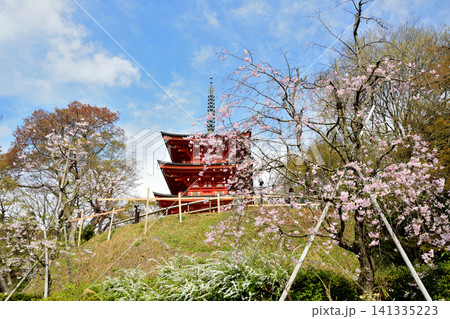 三重宝塔(岡寺)と桜　【奈良県高市郡明日香村】 141335223