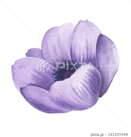 Watercolor garden lilac anemone flower. Isolated hand-drawn illustration of summer bloom. Meadow plant. Botanical template for postcards, prints, packaging, and textiles. 141335549
