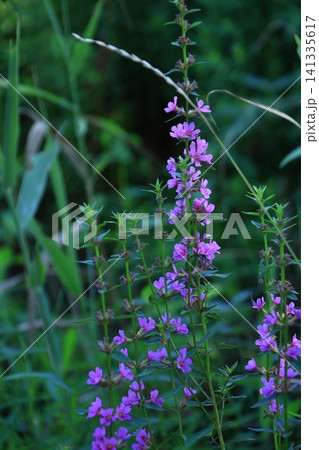 お盆に仏壇に供える花 お盆に仏壇に供える花 141335617