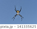 蜘蛛の巣にとまる大きな蜘蛛　コガネグモ 141335625