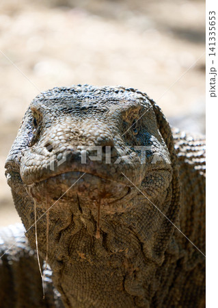 Komodo dragon Komodo dragon 141335653