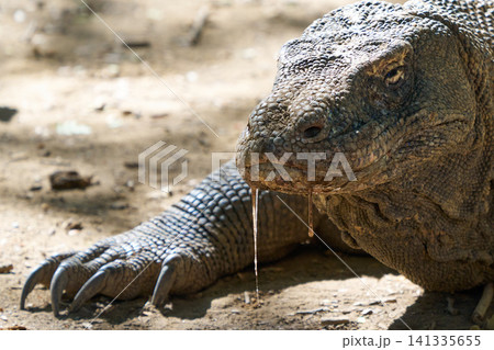 Komodo dragon Komodo dragon 141335655