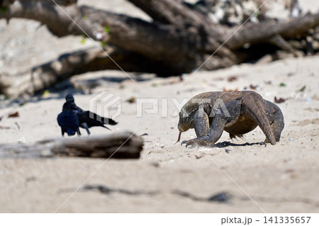 Komodo dragon 141335657