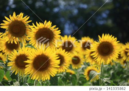 太陽の花 太陽の花 141335862