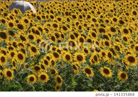 太陽の花 太陽の花 141335868