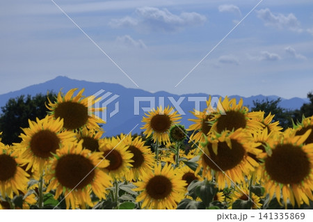 太陽の花 太陽の花 141335869
