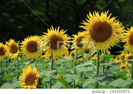 太陽の花 太陽の花 141335871