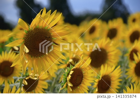 太陽の花 太陽の花 141335874