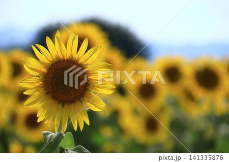 太陽の花 141335876