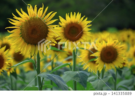 太陽の花 太陽の花 141335889