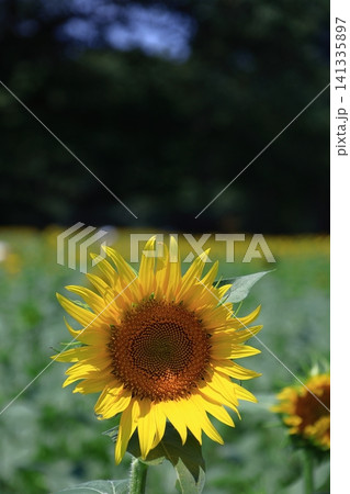 太陽の花 太陽の花 141335897