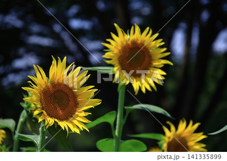 太陽の花 太陽の花 141335899