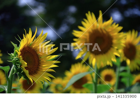 太陽の花 141335900