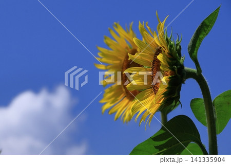 太陽の花 太陽の花 141335904