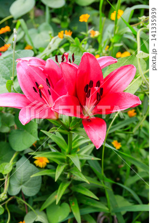 Oriental lily in flower bed in the garden Oriental lily in flower bed in the garden 141335939