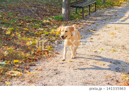 Young labrador retriever dog running in autumn park Young labrador retriever dog running in autumn park 141335963
