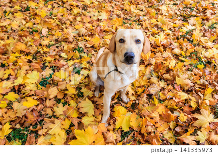 Young labrador retriever dog in the fallen yellow maple leaves in autumn park 141335973