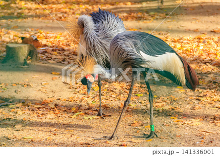 Pair of grey crowned cranes (Balearica Regulorum) at autumn Pair of grey crowned cranes (Balearica Regulorum) at autumn 141336001