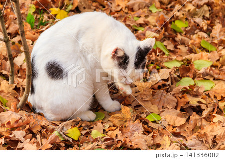 Cat on fallen autumn leaves in the park Cat on fallen autumn leaves in the park 141336002