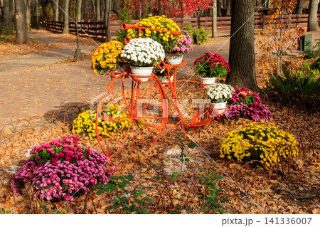 Decorative vintage bicycle shape stand with chrysanthemums in autumn park Decorative vintage bicycle shape stand with chrysanthemums in autumn park 141336007