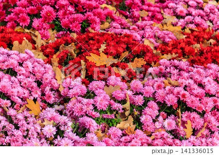 Background of the beautiful colorful chrysanthemum flowers Background of the beautiful colorful chrysanthemum flowers 141336015