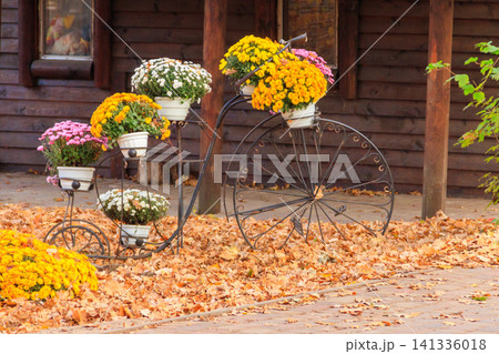 Decorative vintage bicycle shape stand with chrysanthemums in autumn park Decorative vintage bicycle shape stand with chrysanthemums in autumn park 141336018
