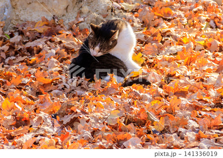 Cat on fallen autumn leaves in the park Cat on fallen autumn leaves in the park 141336019