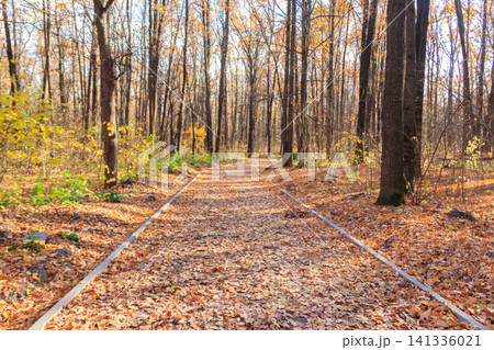 Empty alley covered by fallen oak leaves in autumn park Empty alley covered by fallen oak leaves in autumn park 141336021