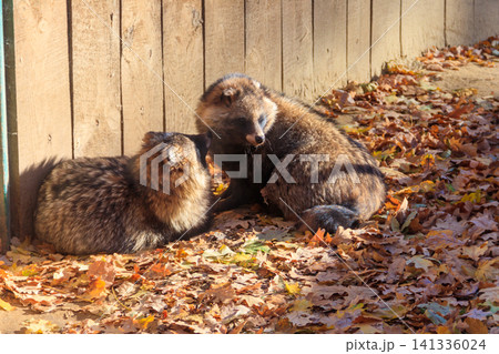 Pair of common raccoon dogs (Nyctereutes procyonoides), also called the Chinese or Asian raccoon dog Pair of common raccoon dogs (Nyctereutes procyonoides), also called the Chinese or Asian raccoon dog 141336024