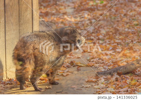 Common raccoon dog (Nyctereutes procyonoides), also called the Chinese or Asian raccoon dog Common raccoon dog (Nyctereutes procyonoides), also called the Chinese or Asian raccoon dog 141336025