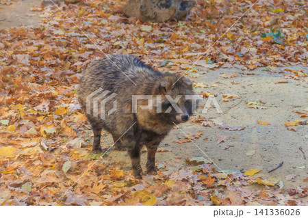 Common raccoon dog (Nyctereutes procyonoides), also called the Chinese or Asian raccoon dog Common raccoon dog (Nyctereutes procyonoides), also called the Chinese or Asian raccoon dog 141336026