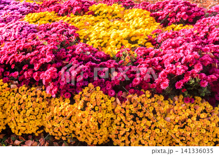Background of the beautiful colorful chrysanthemum flowers Background of the beautiful colorful chrysanthemum flowers 141336035