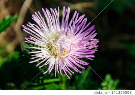 Beautiful aster on flower bed in the garden Beautiful aster on flower bed in the garden 141336098